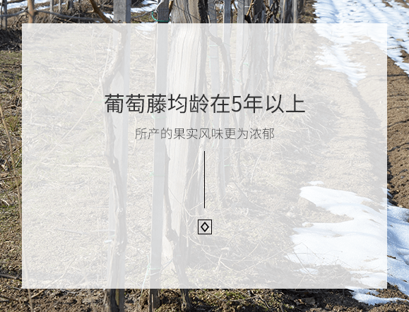 葡萄酒